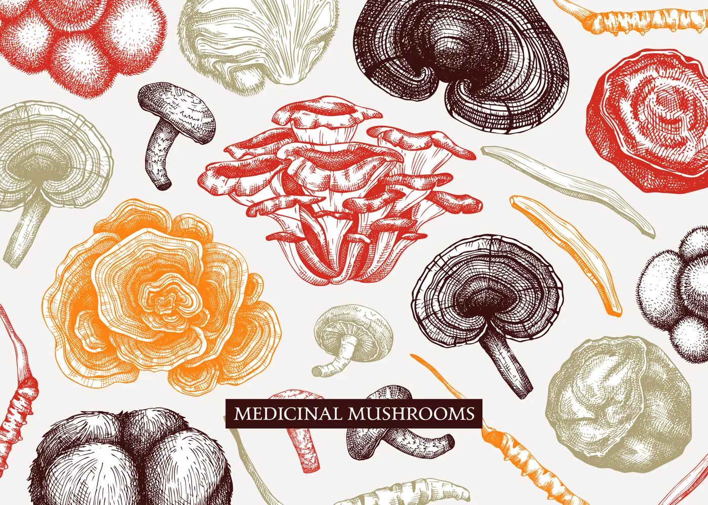 Medicinal mushroom vector background. Sketched adaptogenic plants banner design. Perfect for traditional medicine recipe, menu, label, packaging. Magic fungi sketches in color  Illustration
